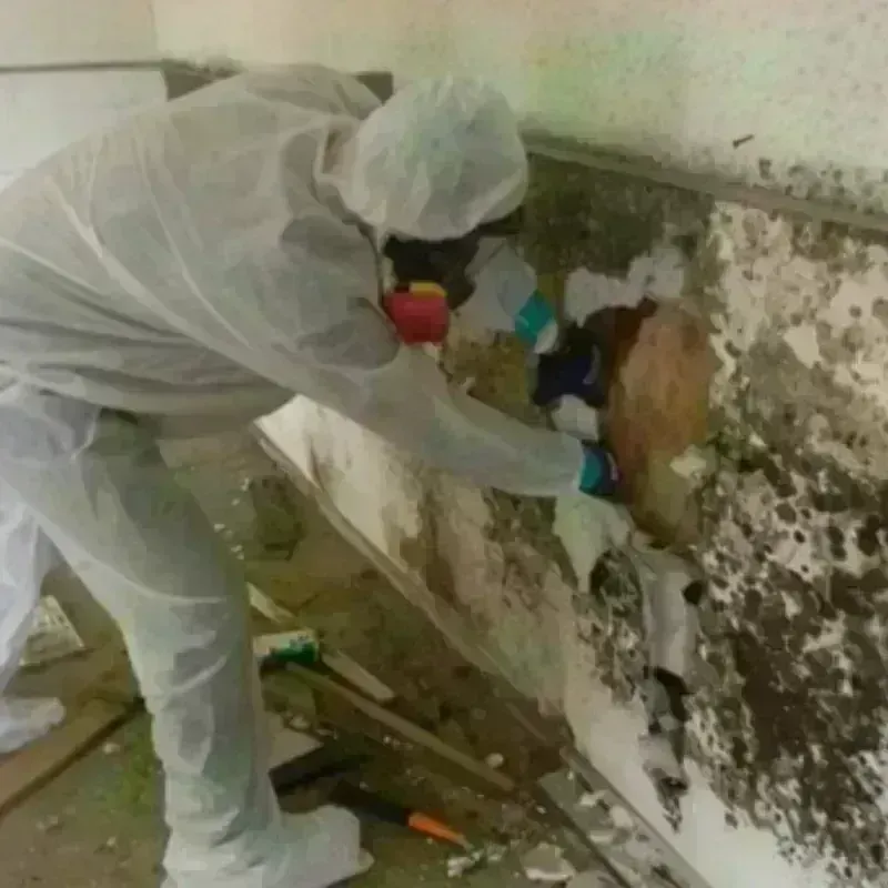 Mold Remediation and Removal in Sussex County, VA